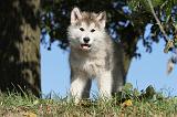ALASKAN MALAMUTE 228